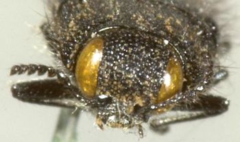Media type: image;   Entomology 8032 Aspect: head frontal view